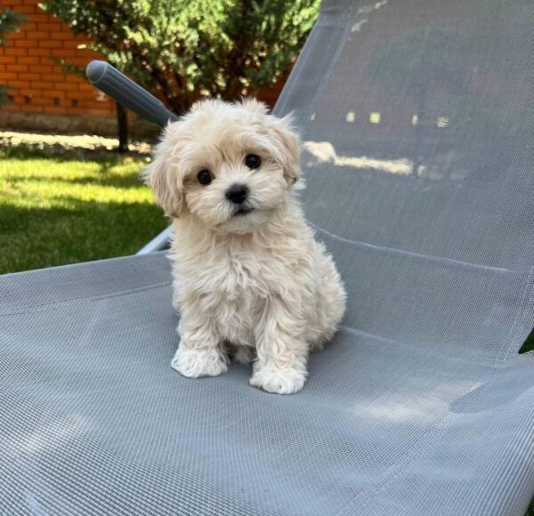Murphy