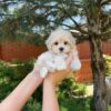 Murphy - Image 3