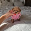 Coco - Image 4