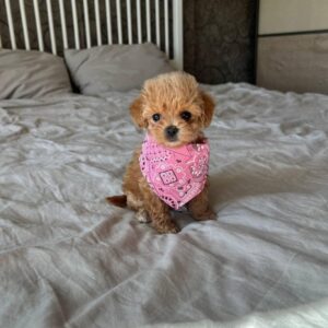 Coco