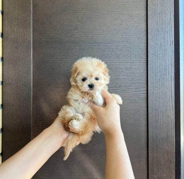 Winston