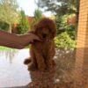 Willow - Image 2