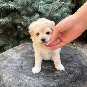 Penny
