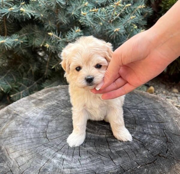 Penny