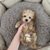 Ellie - Image 4