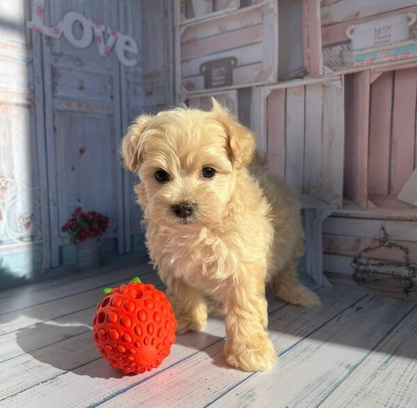 Nala