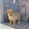 Nala - Image 3